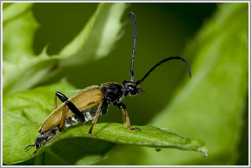 Roter Halsbock (Leptura rubra)