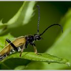 Roter Halsbock (Leptura rubra)