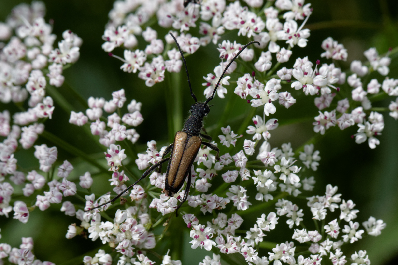 Roter Halsbock (Stictoleptura rubra)