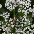 Roter Halsbock (Stictoleptura rubra)