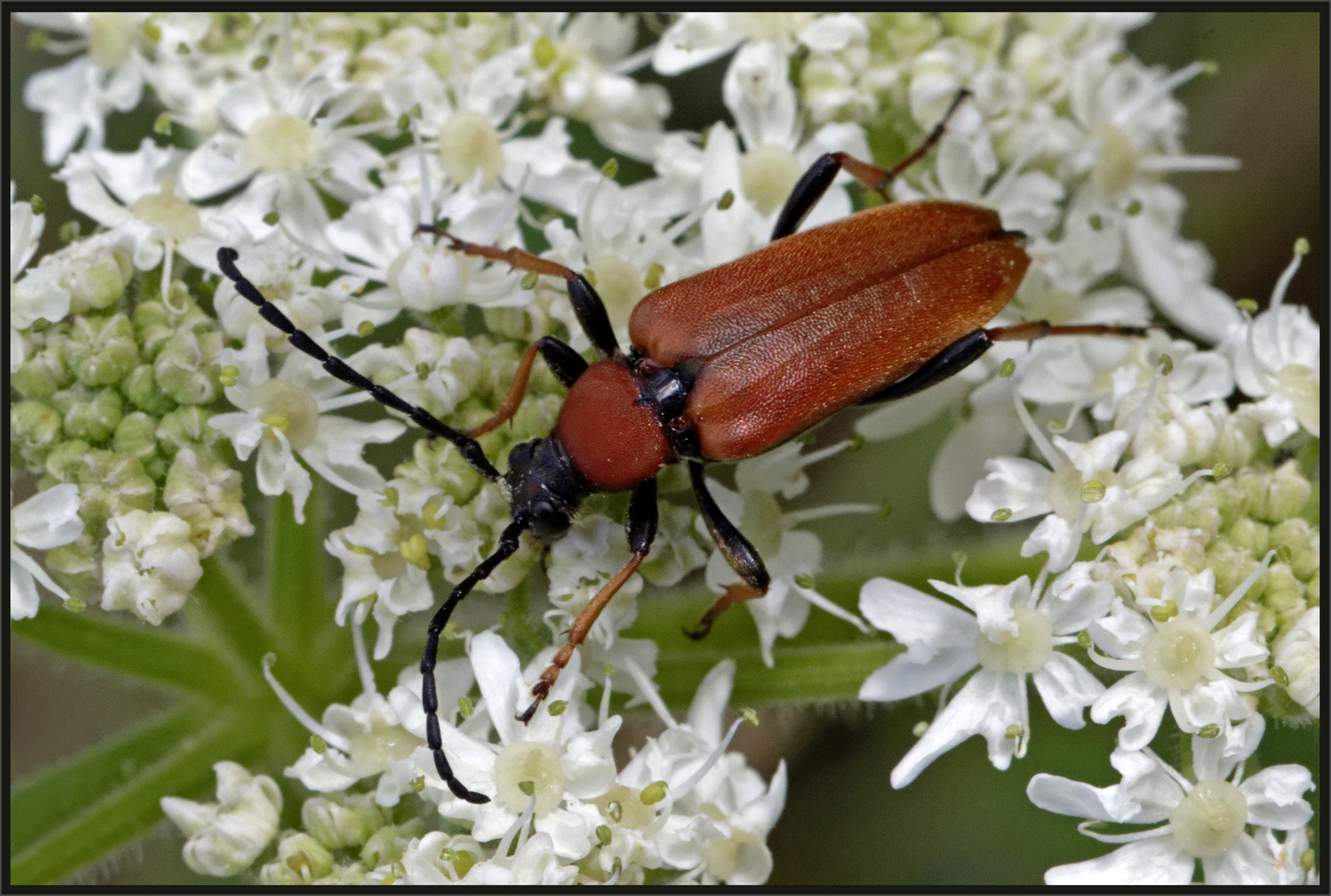 Roter Halsbock (Stictoleptura rubra)