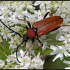 Roter Halsbock (Stictoleptura rubra)