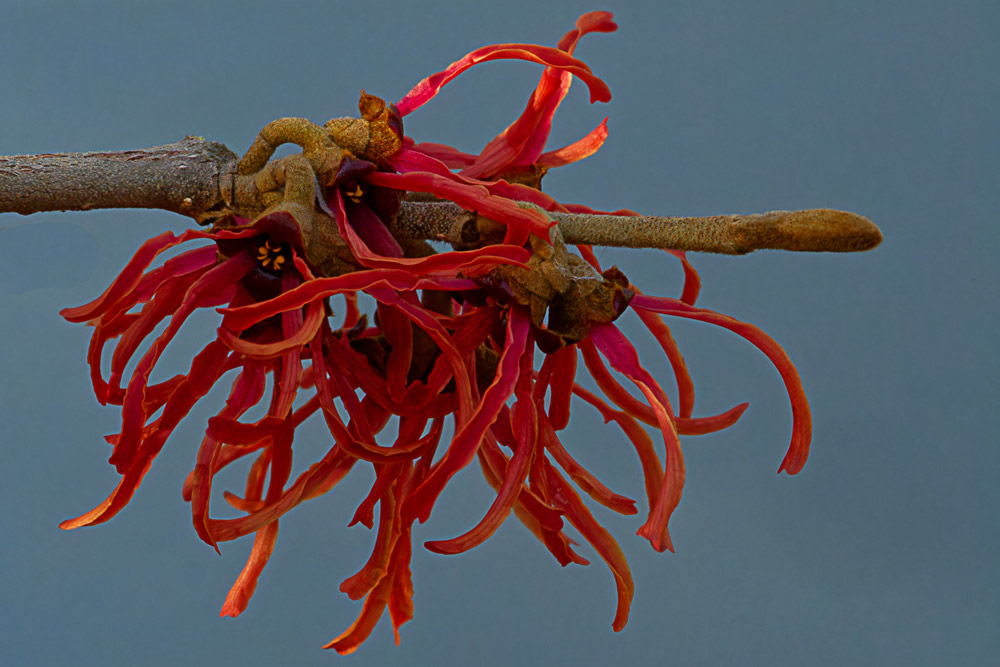 Roter-Hamamelis