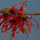 Roter-Hamamelis