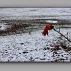 Roter Handschuh am Wegesrand