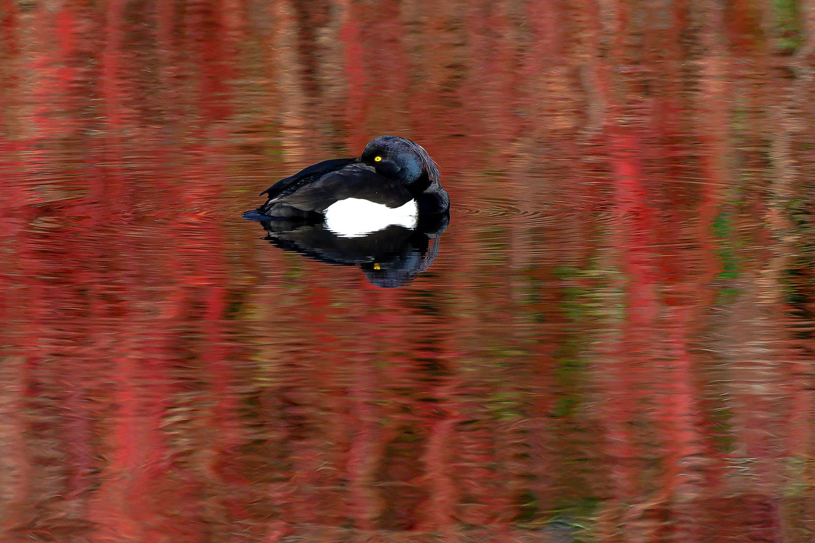 Roter Hartriegel