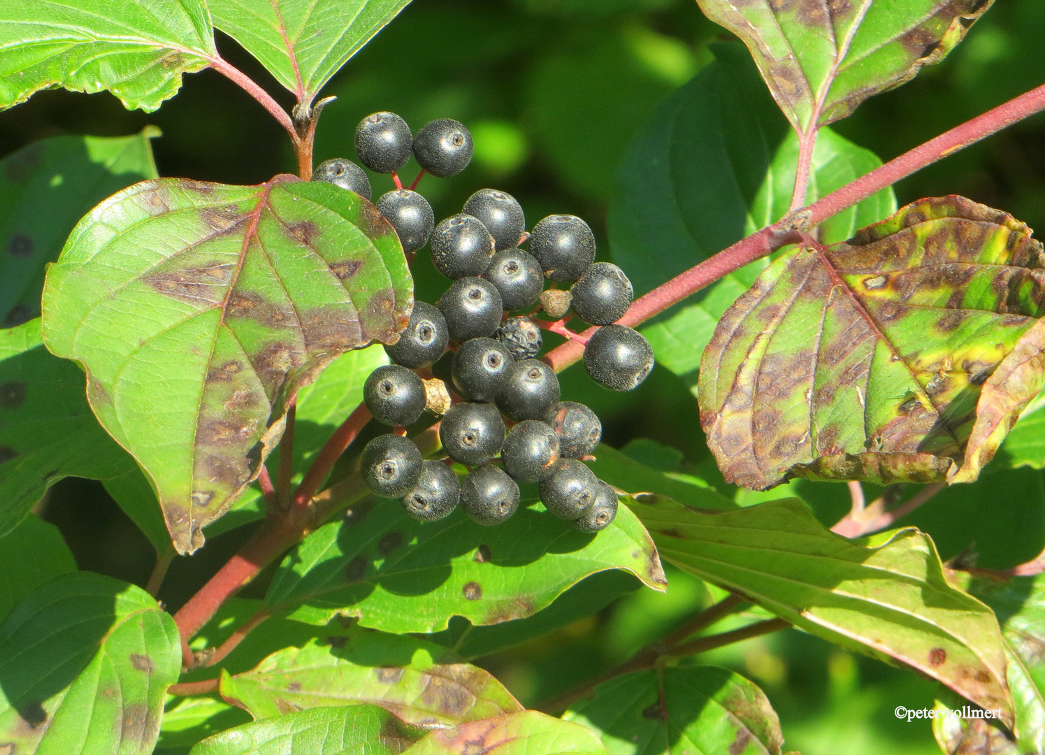 Roter Hartriegel