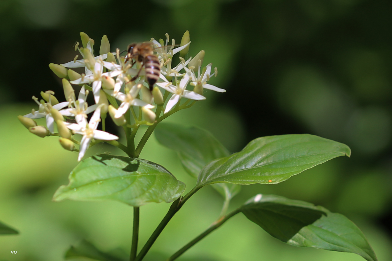 Roter Hartriegel als Bienenweide