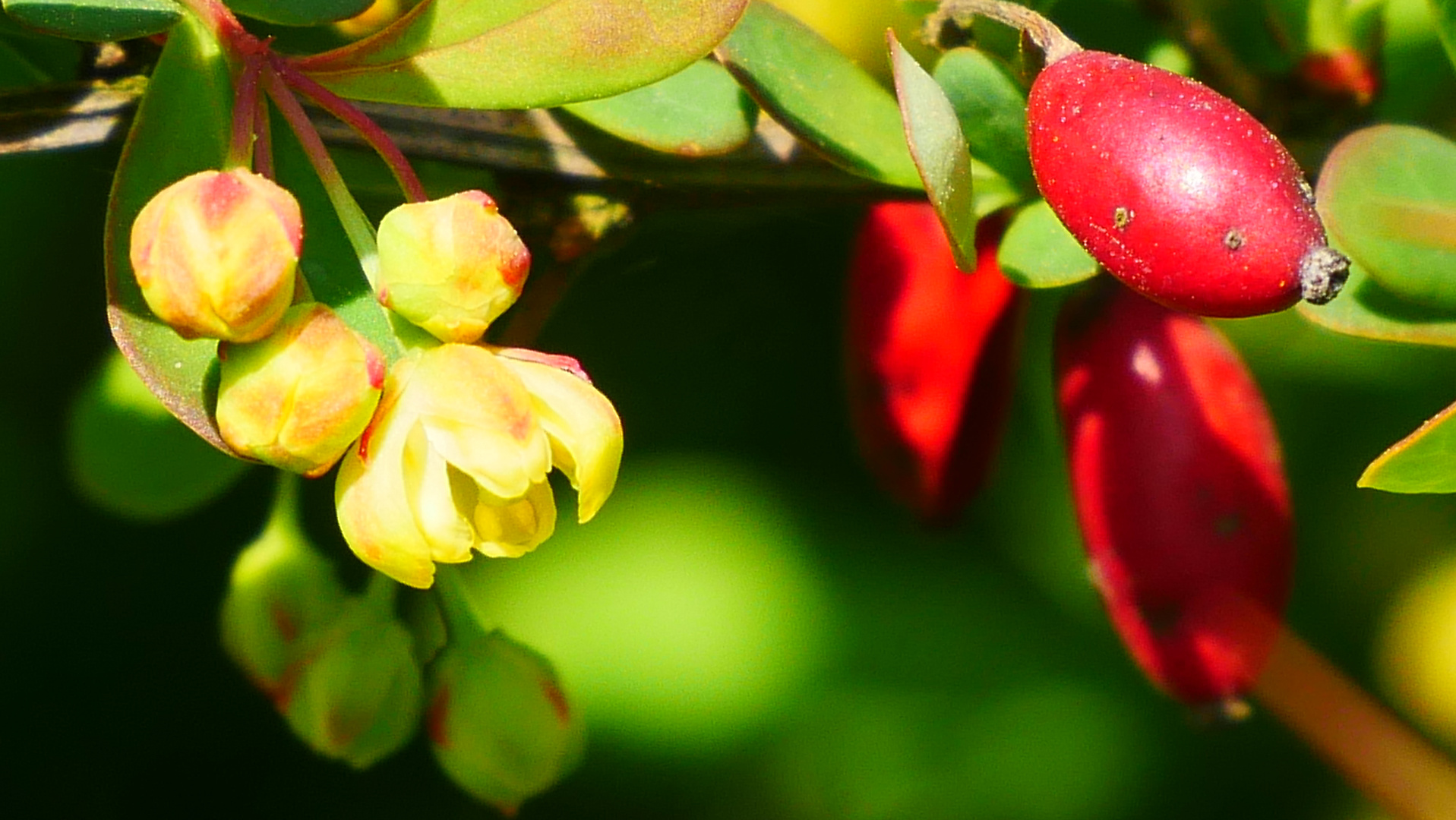 Roter Hartriegel - Blüte und Früchte