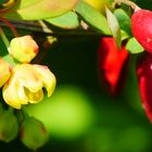 Roter Hartriegel - Blüte und Früchte