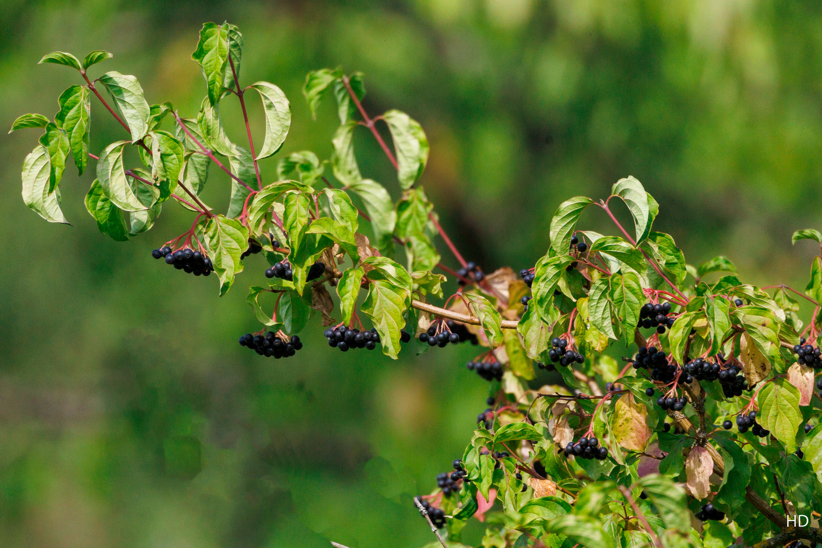 Roter Hartriegel (Cornus sanguinea)