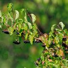 Roter Hartriegel (Cornus sanguinea)