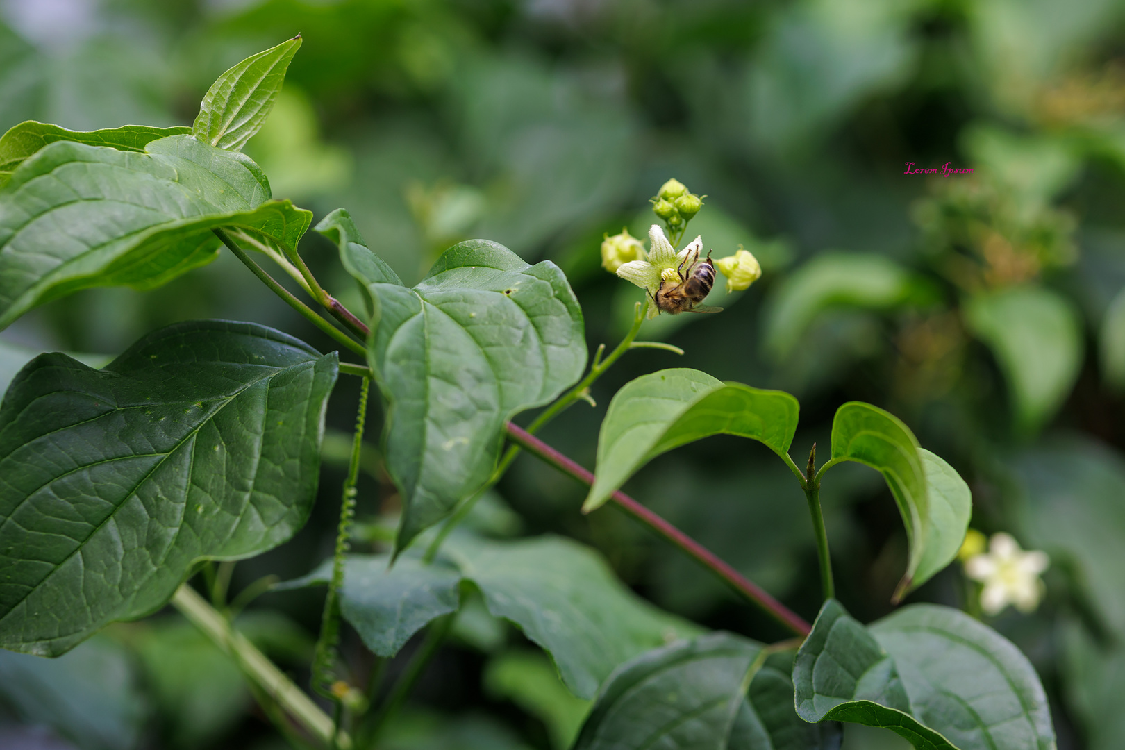 Roter Hartriegel (Cornus sanguinea)