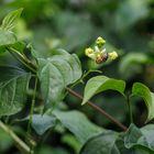 Roter Hartriegel (Cornus sanguinea)