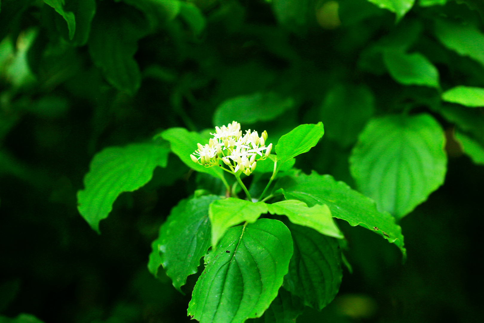 Roter Hartriegel (Cornus sanguinea)