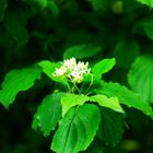 Roter Hartriegel (Cornus sanguinea)