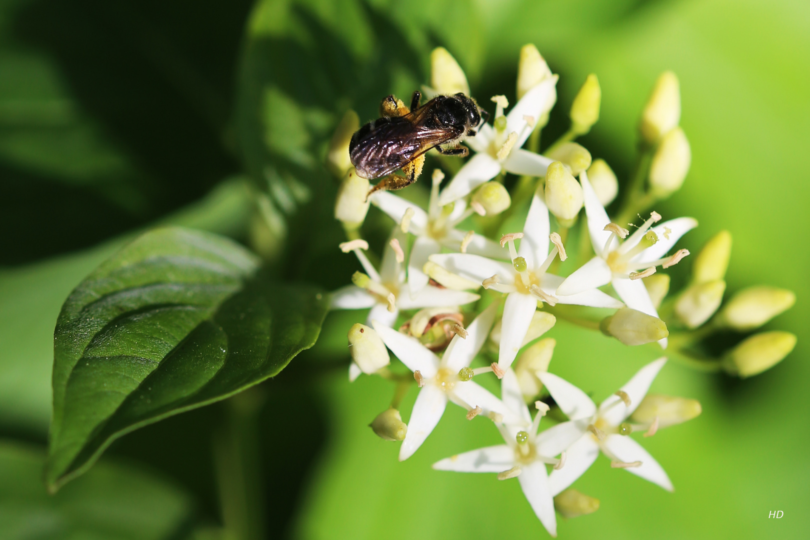 Roter Hartriegel Cornus sanguinea) mit Wildbiene