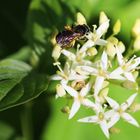 Roter Hartriegel Cornus sanguinea) mit Wildbiene