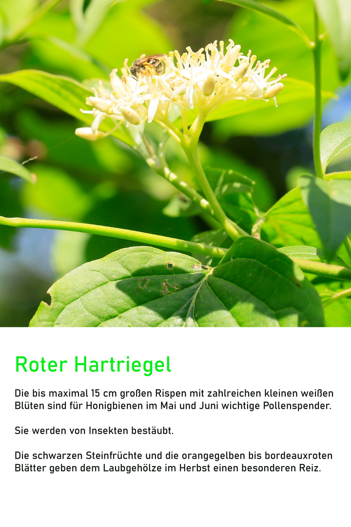 Roter Hartriegel im Mai