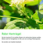 Roter Hartriegel im Mai