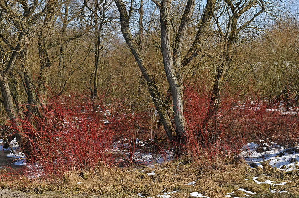 Roter Hartriegel im Sude - Eiswasser 02