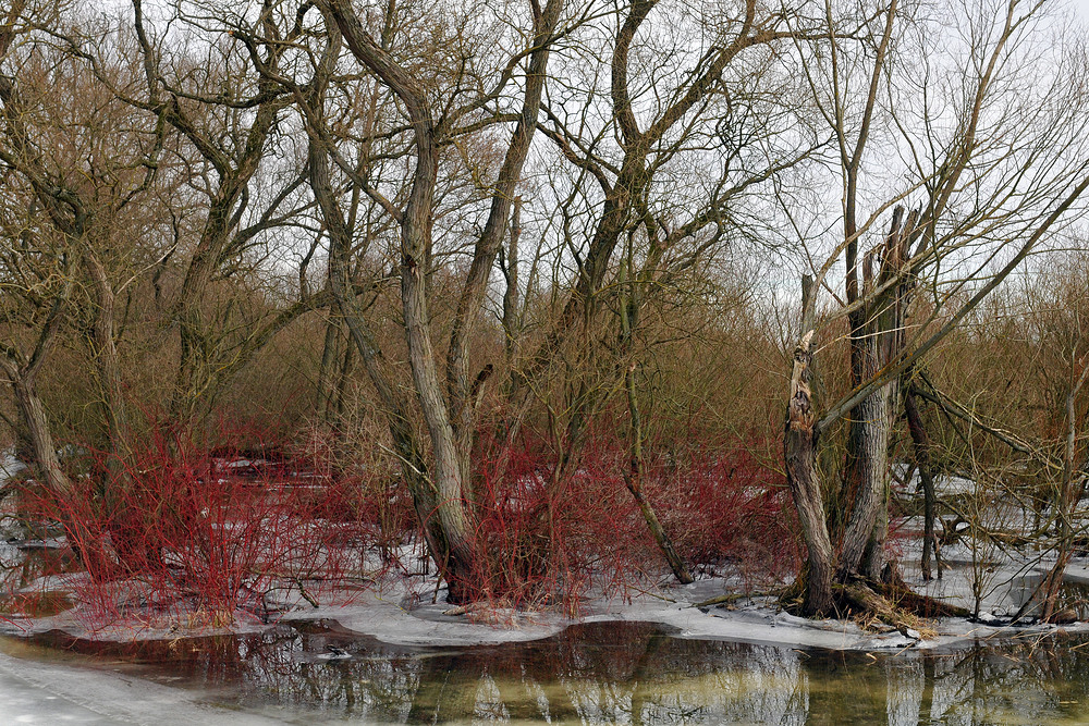 Roter Hartriegel im Sude - Eiswasser