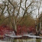 Roter Hartriegel im Sude - Eiswasser