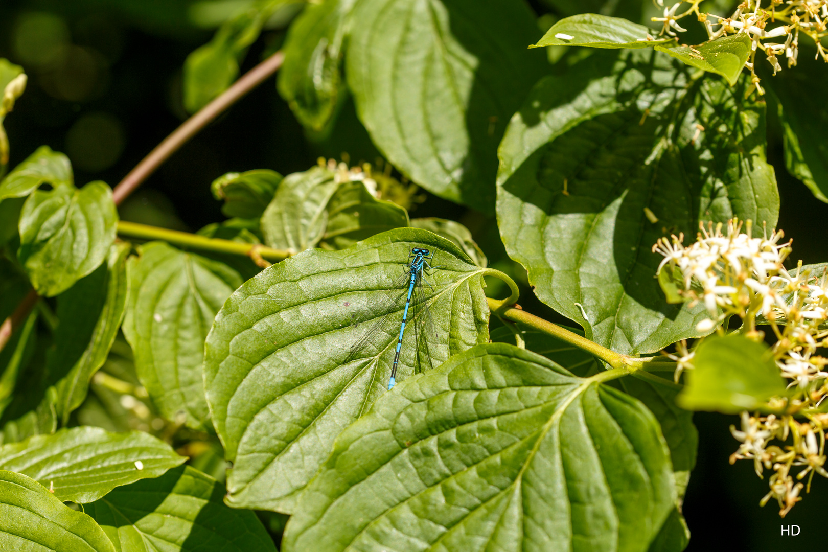 Roter Hartriegel mit Hufeisen-Azurjungfer