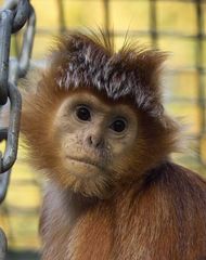 Roter Haubenlangur