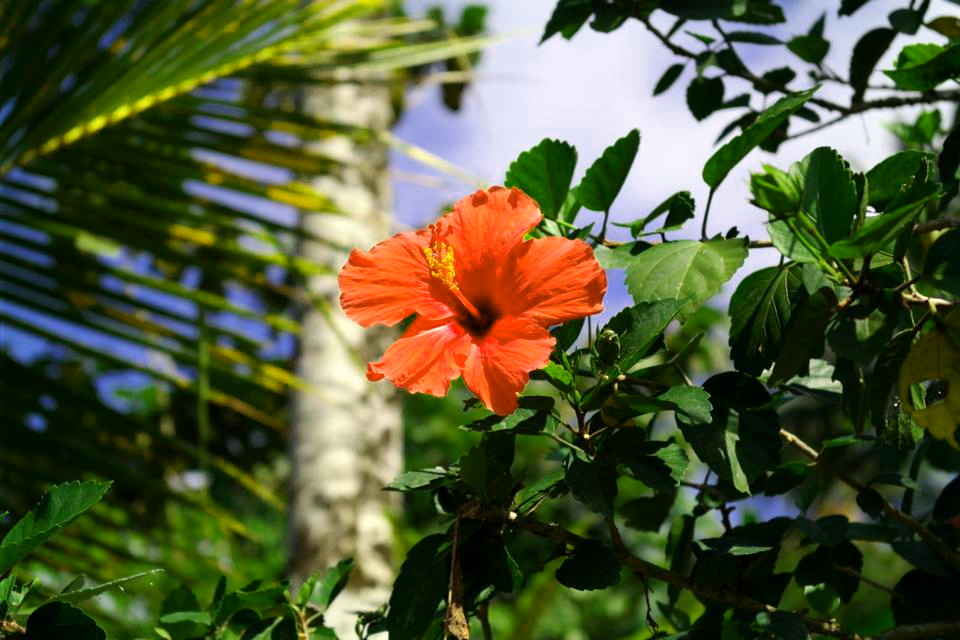 Roter Hawaiian Hibiscus 