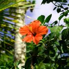 Roter Hawaiian Hibiscus 