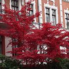 Roter Herbst