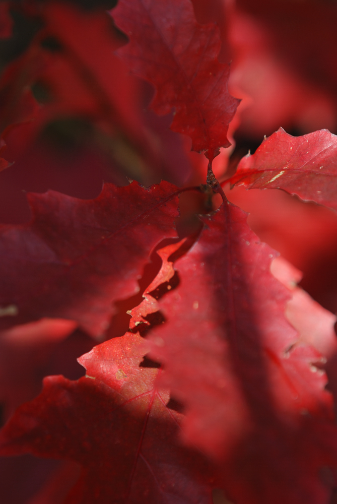 Roter Herbst