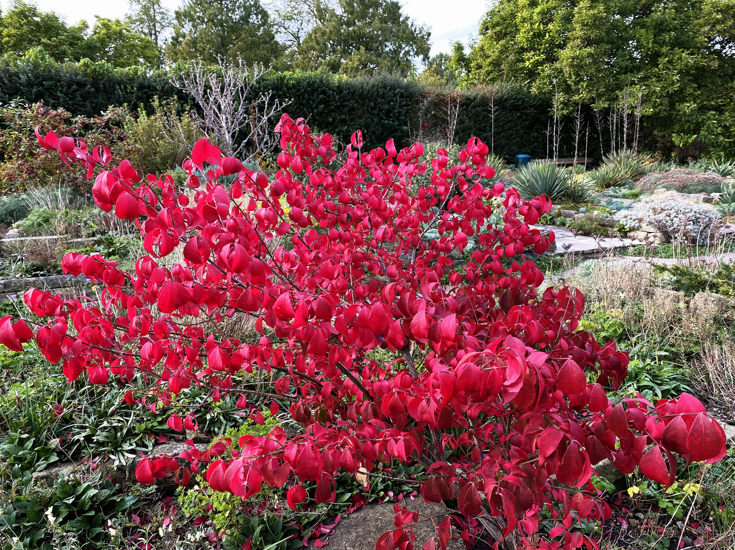 Roter Herbst