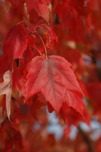 Roter Herbst, 2004