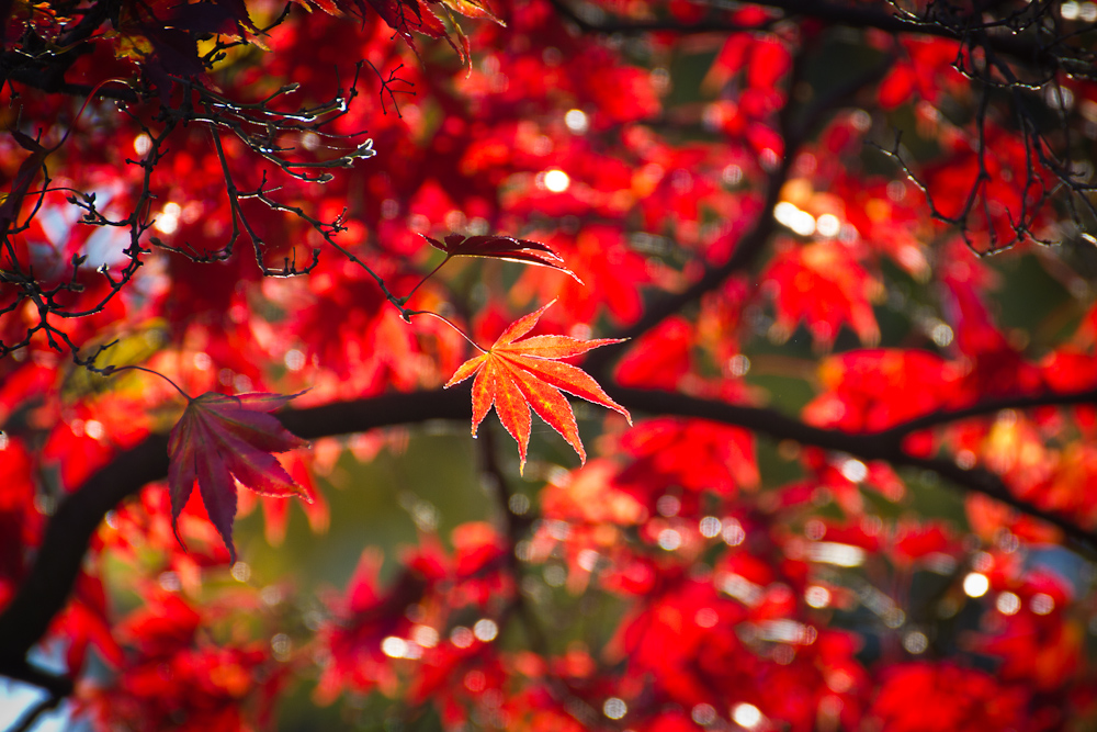 Roter-Herbst