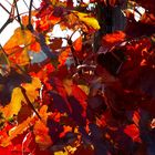 Roter Herbst