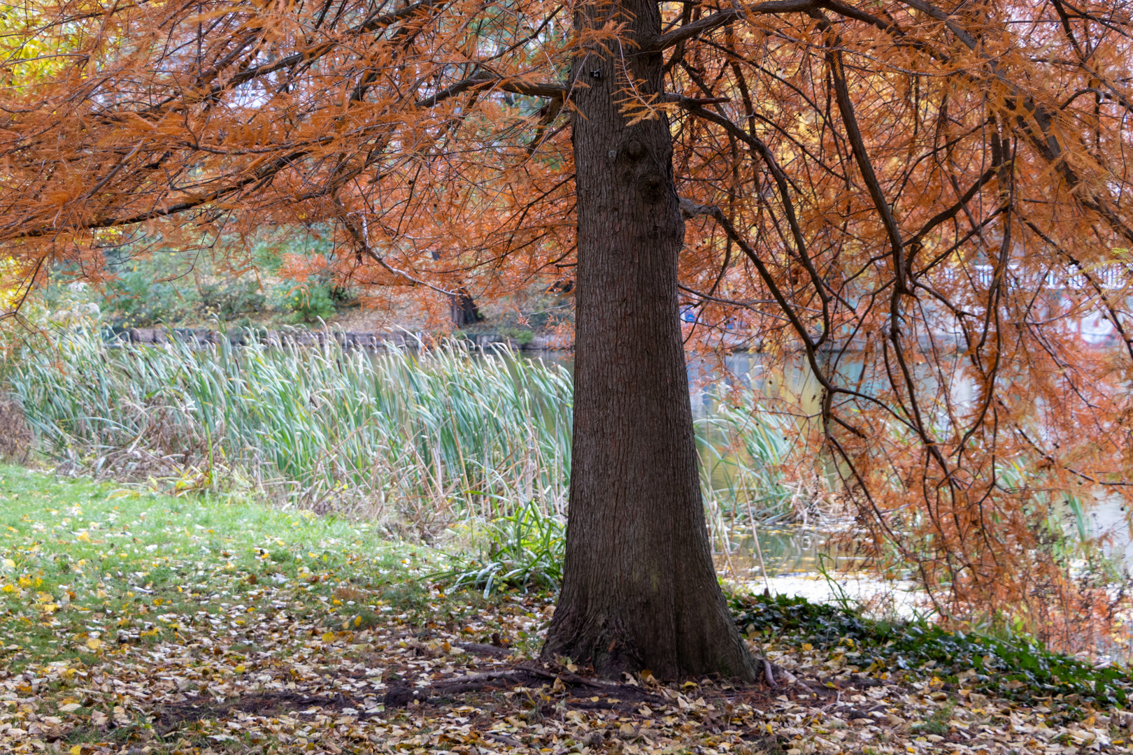 Roter Herbst