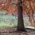 Roter Herbst