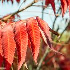 Roter Herbst