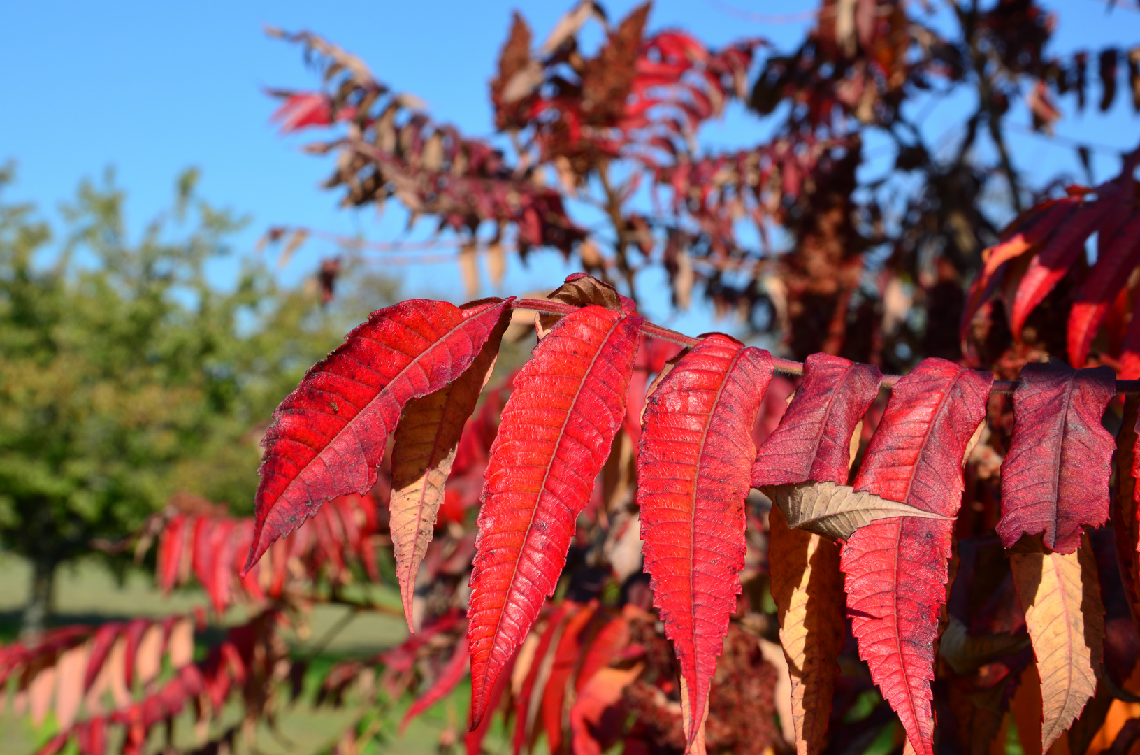 Roter Herbst