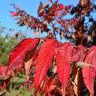 Roter Herbst