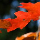 Roter Herbst