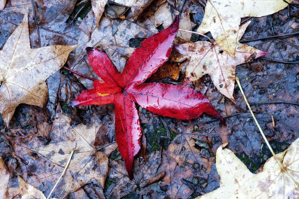 Roter Herbst