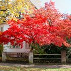 Roter Herbst