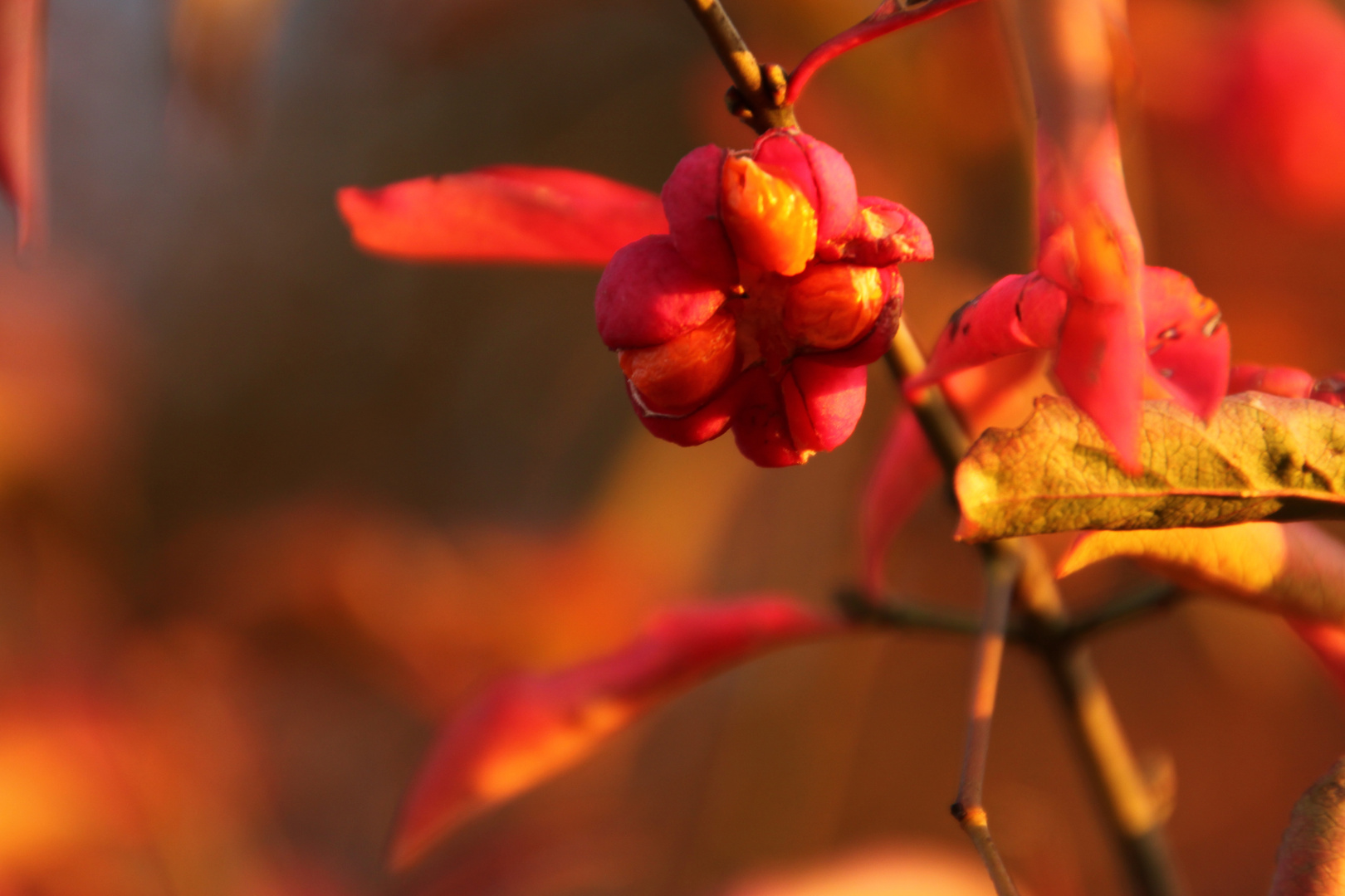 Roter Herbst