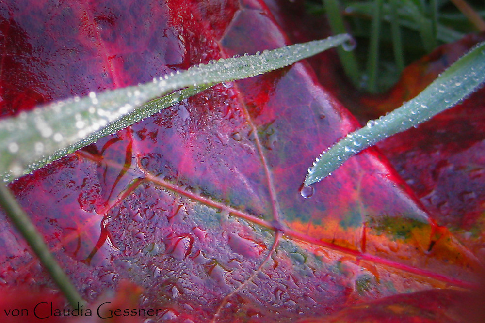 Roter Herbst