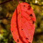 Roter Herbst