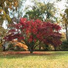 roter Herbst