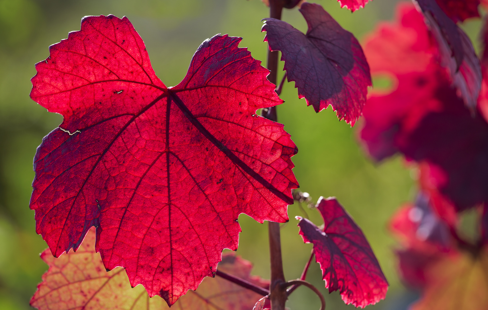 Roter Herbst